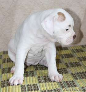 ПРОДАМ ЩЕНКОВ АМЕРИКАНСКИЙ БУЛЬДОГ #816595