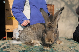 Бельгийский великан(ФЛАНДР) #821017