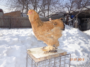 Куры Брама и Кохетин #825995