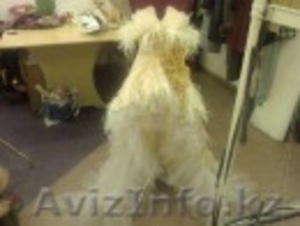 Ателье Шара Тукен #820984