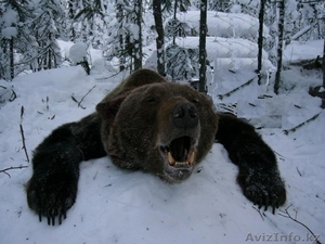 Продам мясо Лосятины,  Оленины,  Косули.Боровая дичь,  куропатки. #823909