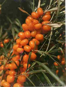 Партнерство и участие в инновационных проектах #820962