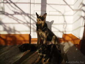 пародистые щенки немецкой овчарки #819519