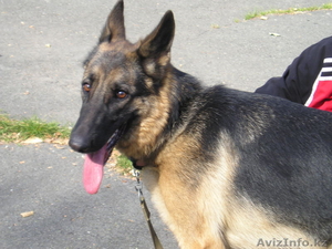 Прадаем Щенков немецкой овчарки от отличных производителей #818598