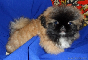 Продам щенков пекинеса с родословной #817228