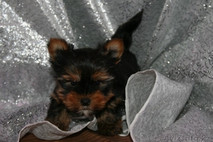 Срочно Йоркширский терьер щенки мальчик и девочка #820459