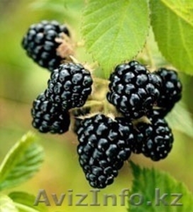 Домашнее варенье в ассортименте Ежевика (крученая) #828954