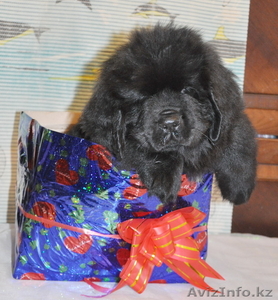 ньюфаундленда щенка продаю #841227