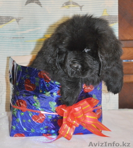 Продам  ньюфаундленда щенка #841222