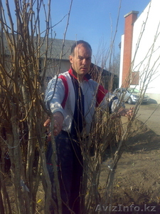 продам саженцы хорошие #835693