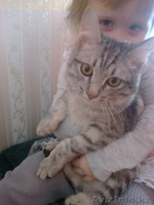 Отдам котика 7 месяцев,  ест все!!!!Добрый,  ласковый,  просто чудо #843469