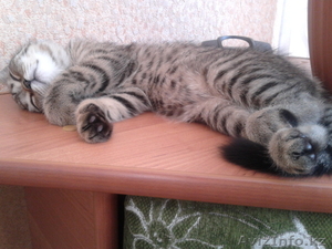 Нужен британский кот для вязки. #843334