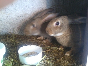 продаю кроликов #851016