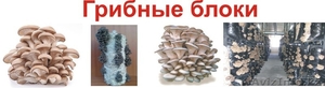 Грибные блоки (вешенка) помогу организовать бизнес,  консультации,  обучение #837030
