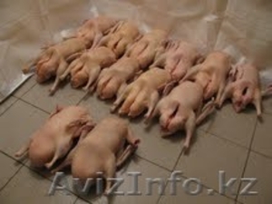  ГУСИ домашние (Доставка) #848279