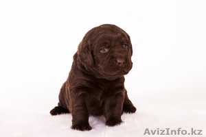 Лабрадор ретривер. Шоколадные щенки,  п-к Lab Merry Tail #833476