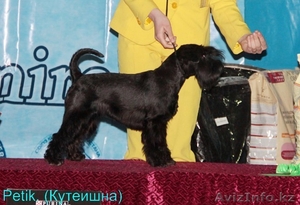 Щенки цвергшнауцера черного окраса - элита #838207