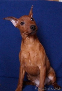 Пинчер карликовый 4 месяца, привит, родословная #843306
