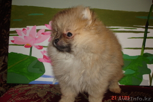Продам щенков малого померанского шпица #834632