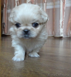 Милые Щенки пекинеса ищут будущих хозяев! #840136