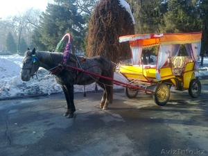 Прокат лошадей в карети,  просто лошади и пони #841841