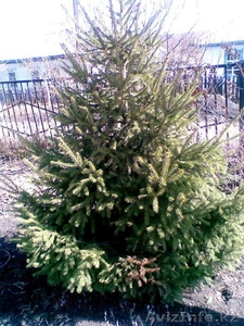 ель сибирская,  голубая ель #844051
