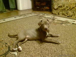 Продам щенка в хорошие руки красноносого питбуля #835460