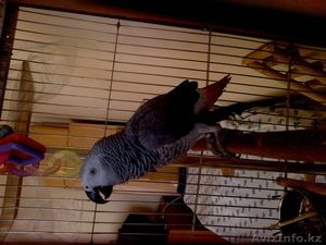 молодой жако говорящий #843401