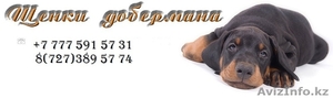 Добермана щенки #844828