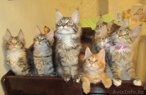 Продаются Котята мейн кун Астана #841836