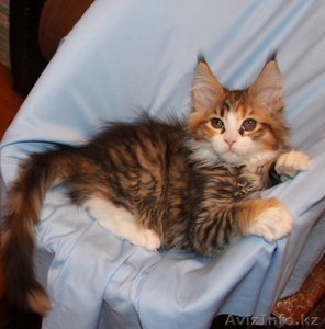 Мейн кун котята #845181