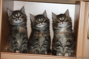 Продаем котят породы Мейн-Кун #835240