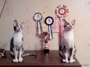 Продам котят породы Корниш-Рекс. #842134