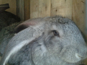 Кролики великаны,   #847066