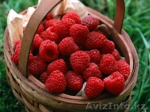 Саженцы ремонтантной малины #837263