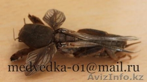 Продам цельную сушеную медведку #846650