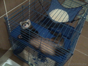 Продам хорька по кличке Арчи,  в хорошие руки! #847905