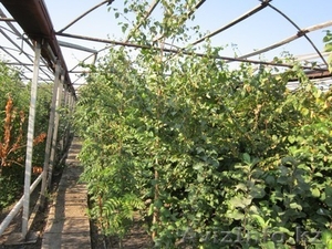 Продам саженцы деревьев и кустарников. #835952