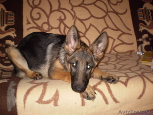 продаются немецкой овчарки щенки #666369