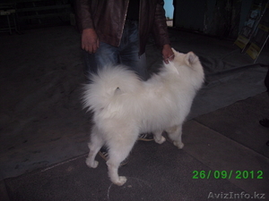 Самоедские лайки #850922