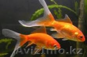 Продаются аквариумные улитки-ампулярии,  золотые рыбки. #848235