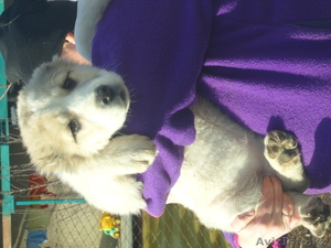 Щенки алабая 2 девочки 3, 5 месяца вес по 11кГ. #843833