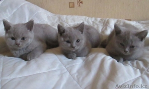 Продам котят британской короткошерстной породы #845862