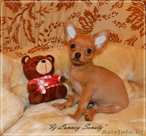 Русский той 