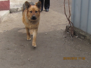 Кобель немецкой овчарки для вязки #868534