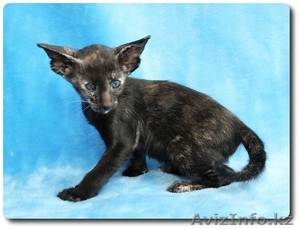 Продается Ориентальная кошечка (шоу-класс) #852743