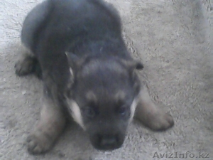 продаю щенка                                                                     #861310