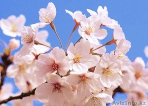 Аккуратно обои,  закатка,  малярша 78 31 79          #860887