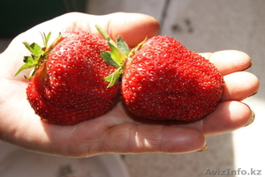 Саженцы садовой крупноплодной земляники #866403