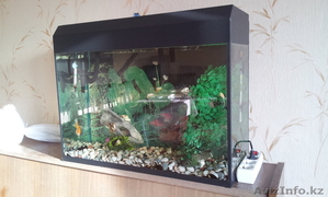 Продам рыбок с аквариумом #872208